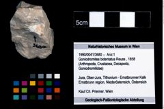 Foto (Objekt + Etikett) von Goniodromites bidentatus (Reuss, 1858)  (NHMW-GEO-1990-0041-3680)